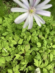 Anemonoides apennina