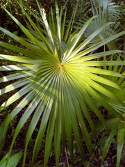 Thrinax radiata