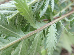 Tanacetum vulgare