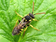 Nomada succincta