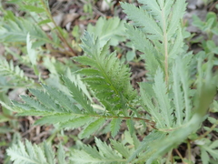 Tanacetum vulgare