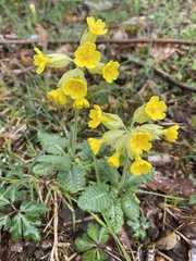 Primula × polyantha