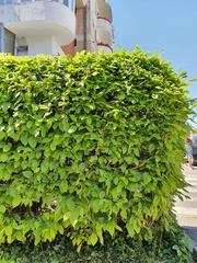 Carpinus betulus