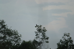Lophaetus occipitalis image