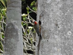 Melanerpes superciliaris