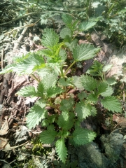 Urtica dioica