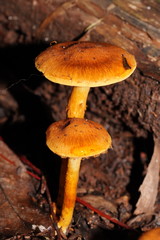 Cortinarius abnormis