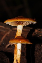Cortinarius abnormis