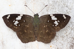 Celaenorrhinus eligius