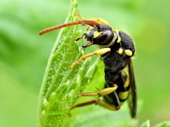 Nomada succincta
