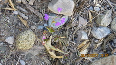 Siphonoglossa ramosa