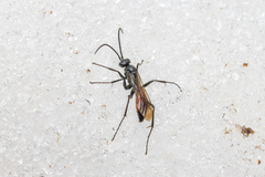 Priocnemis perturbator