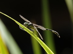 Austrogomphus prasinus