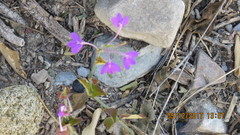 Siphonoglossa ramosa