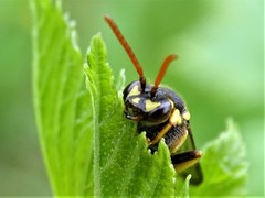 Nomada succincta