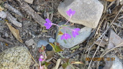 Siphonoglossa ramosa