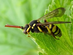 Nomada succincta