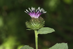 Arctium minus minus
