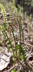 Equisetum pratense image