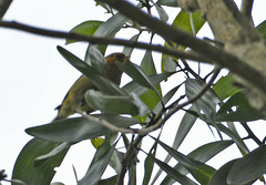 Loxops coccineus