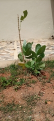 Calotropis procera
