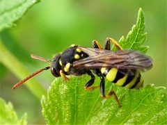 Nomada succincta