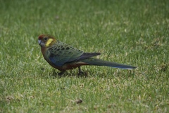 Platycercus icterotis icterotis