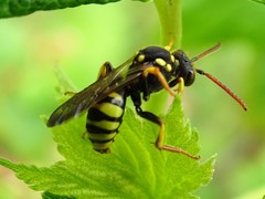 Nomada succincta