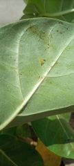 Calotropis procera image