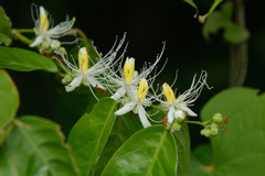 Capparis micracantha