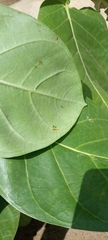 Calotropis procera