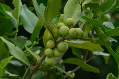 Atalantia monophylla