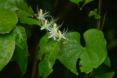 Capparis micracantha
