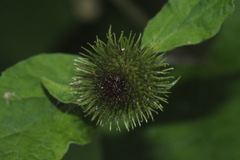 Arctium minus minus