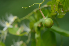 Capparis micracantha