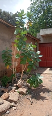 Calotropis procera image