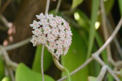 Hoya pottsii