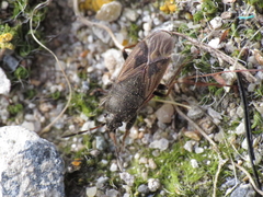 Megalonotus sabulicola