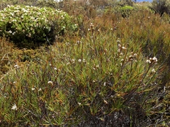 Dracophyllum subulatum