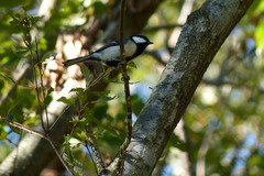 Parus minor