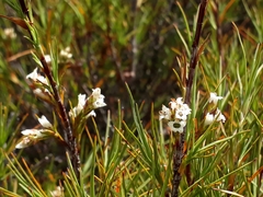 Dracophyllum subulatum