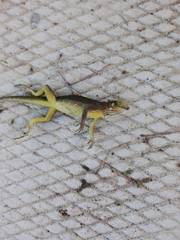 Iguana iguana