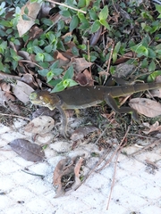 Iguana iguana