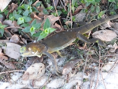 Iguana iguana