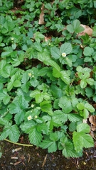 Fragaria vesca
