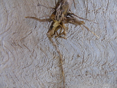 Baccharis heterophylla