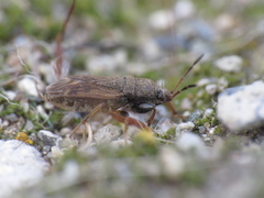 Megalonotus sabulicola