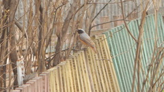 Phoenicurus phoenicurus