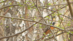 Phoenicurus phoenicurus