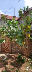Calotropis procera